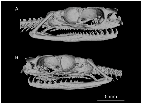 泰雅鈍頭蛇正模標本(holotype)的顯微電腦斷層掃描。幾乎所有的鈍頭蛇都演化出左右不對稱的牙齒構造;而泰雅鈍頭蛇的牙齒是現今所知的鈍頭蛇之中左右差距最大的一種。牙齒構造左右不對稱,右邊牙齒總數20顆,遠多過左邊11顆。 Masaki Hoso細將貴教授/攝(游崇瑋/提供)