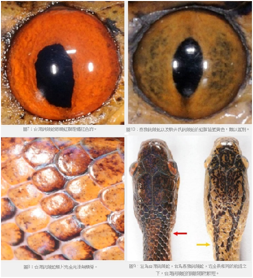 約在2006、2007年,在一次整理照片的過程中,無意間發現拍到「沒有鱗脊」的鈍頭蛇,以及黃色眼睛的鈍頭蛇的鱗片都有稜,而紅色眼睛的鈍頭蛇鱗片卻是光滑的,一開始大家不以為意,還以為是生病的象徵,經過研究與反覆確認驗證特徵後才驚覺有不同種。 游崇瑋/攝