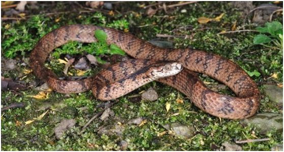 「駒井氏鈍頭蛇」主要出現在中南部,1997年,現代日本兩爬大師太田英利教授認為台灣鈍頭蛇和駒井氏鈍頭蛇是同一個種,根據命名規約:先發表先贏。駒井氏鈍頭蛇就被被取消了。 游崇瑋/攝