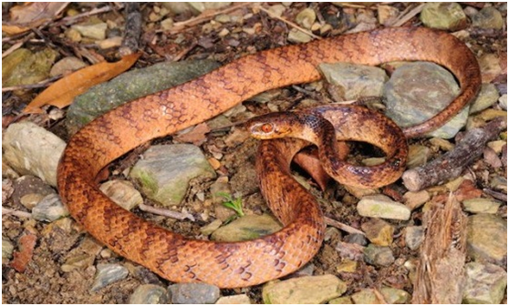 「台灣鈍頭蛇」分布台灣全島,在台灣中部某些地區甚至有機會看見三種鈍頭蛇同時出現;不過,三種蛇即使碰到面,也是井水不犯河水。鈍頭蛇(Pareatidae)是一群體型小、側扁、樹棲的蝸牛蛞蝓專食者。 游崇瑋/攝