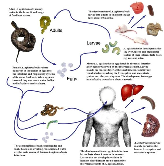 人畜共患寄生蟲感染A. armillatus，是從未煮熟的蛇肉、或不同種類的蛇，或由最終宿主的呼吸道分泌物污染。嘉義大學兩棲爬蟲研究社/提供