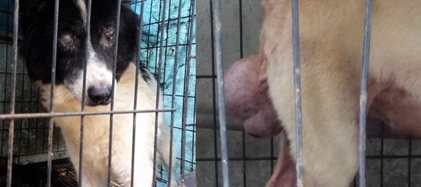 左圖中的狗，眼睛疑似感染罹病；右圖這隻狗的尾部長了好大的腫瘤，卻沒獲得治療。  徐滿惠/提供                          