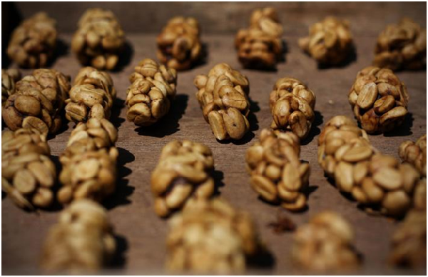 是糞便?還是獨特的咖啡豆?你如何評價麝香貓咖啡? 取自網路