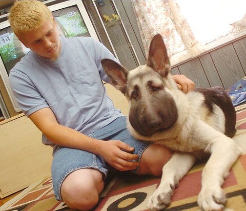 狗狗被蛇咬，重者致命，輕者腫成大豬頭。  取自網路