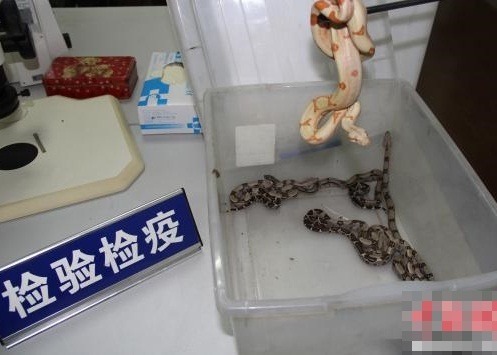 便利箱底層以4個塑膠盒、7個布袋，裝載寵物蛇闖關。截圖自on.cc東網