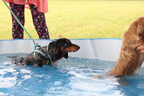 除了戲水，是否還有其他方法讓毛孩清涼一夏呢?  何宜/攝