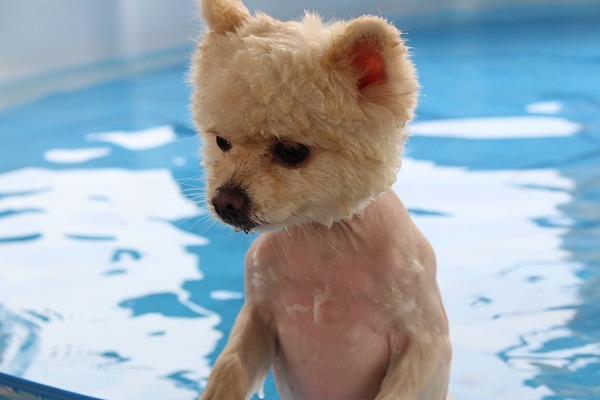 一到夏季，很多毛小孩就成了這種僅剩頭毛、身上光禿禿的造型。不過獸醫師提醒，這樣可能讓毛孩的皮膚受到紫外線傷害。  何宜/攝