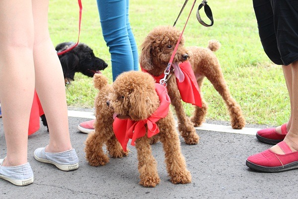 狗狗吐舌頭喘氣的散熱功能，遠比透過皮膚散熱有效。 何宜/攝