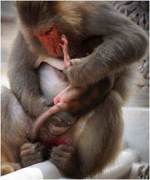 這是壽山台灣獼猴3月22日出生的小雌猴。 瑭芯/攝