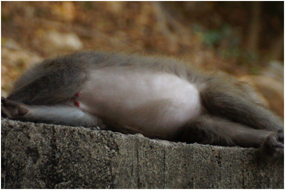 「孕味十足」的猴媽除了穿梭綠林間，也偷閒在午後小睡片刻。  瑭芯/攝
