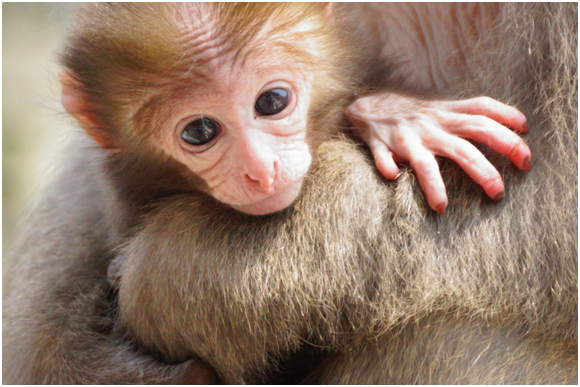 民眾上山不要驚動待產孕猴和哺育中的小嬰猴，因為打擾小嬰猴和社群母猴可能引發意外的人猴衝突。　瑭芯/攝