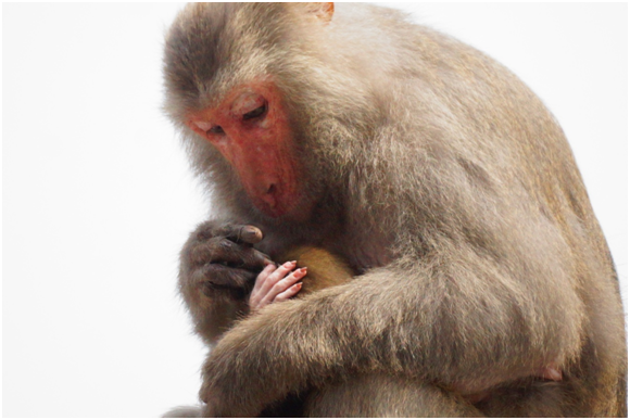 台灣獼猴真是太可愛了!從母猴哺育嬰猴的理毛互動中,可以觀察到母猴照顧小猴就像人類母親照顧子女一樣的細心。 瑭芯/攝