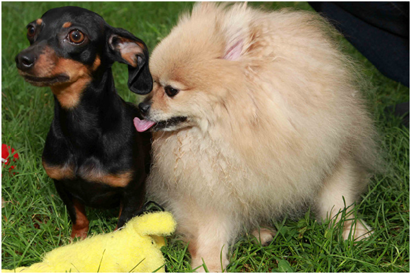 庫柏（左）和阿斯特（右）總是形影不離，阿斯特病逝後庫柏變得鬱鬱寡歡。 取自紐約時報