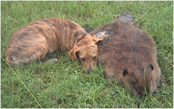 野生河狸癟四(Beavis)與家犬貝拉(Bella)是莫逆之交。癟四經常來找貝拉玩球、吃東西,甚至窩在一起睡覺。癟四意外身亡的早晨,貝拉守在牠身邊數小時,不時嗚咽、嗅聞、輕舔癟四。 取自YouTube