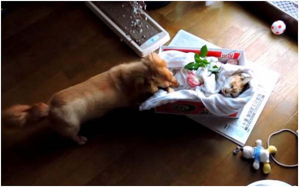  日本小咪被車撞死後，臘腸犬小花檢查屍體的YouTube的影片引起部分網友指責不該讓狗兒打擾亡者，影片因此下架。如果人們曉得那是狗兒理解伴侶死亡的正常過程，或許能更寬容以待。 取自YouTube