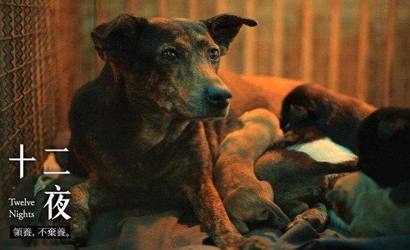 「十二夜」引發的民意輿論，讓政府高層不敢再忽視流浪狗問題。  取自網路