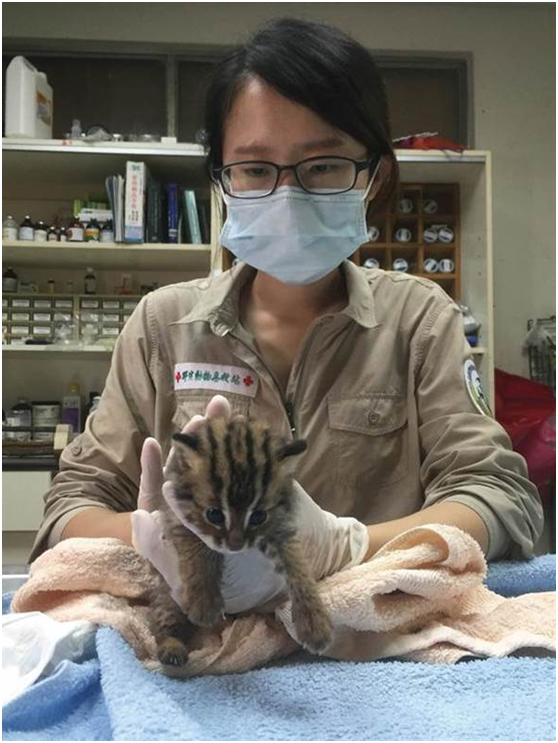 名間鄉農友本月12日發現出生僅2至3週的落單小石虎，經特生中心獸醫師兩週來的細心呵護，健康狀況不錯。  特生中心/提供