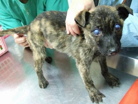 犬傳染性肝炎特徵性臨床症狀(藍眼症)。　新北市動保處/提供(取自http://blog.xuite.net/iamcarrie/carrie/5245071)