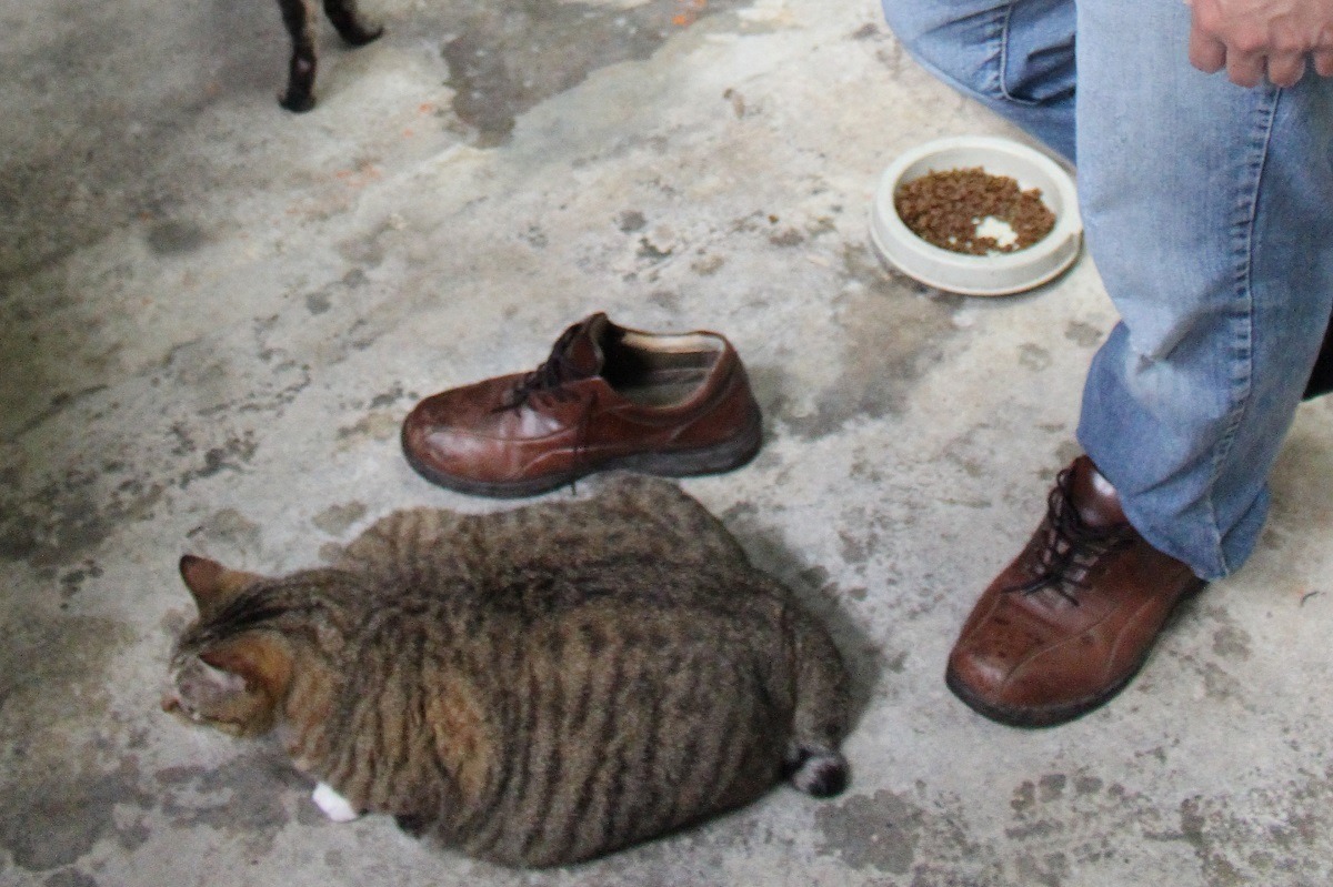 肥胖的貓咪若長時間不進食，容易產生脂肪肝。　台灣動物新聞網資料照(李娉婷/攝)