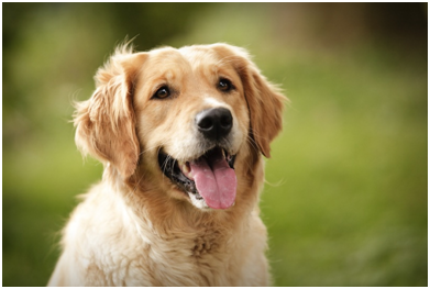 最隨和的人是獵犬和玩賞犬的主人。    取自網路