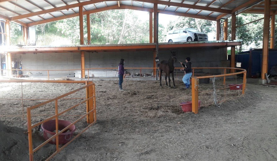 除了室外運動場，關廟的代養馬場還有一座室內運動場，讓血清馬的運動時間不受天氣影響。疾管署/提供