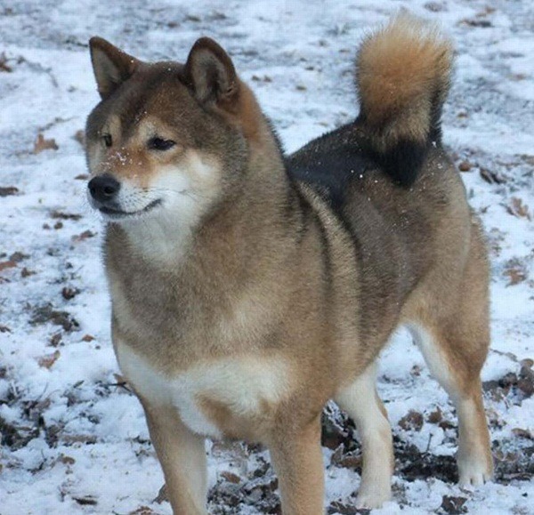 柴犬西爾維亞在外地走失，主人竭盡心力去尋找牠。  取自網路