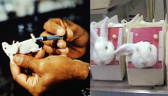 你有想過動物實驗的必要性嗎? 歐美早有更安全和精準的替代方案了。  台灣防止虐待動物協會/提供