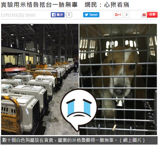 網友通報實驗米格魯抵台，及網路上的群情沸騰，被香港媒體《東網》發文報導。網路截圖