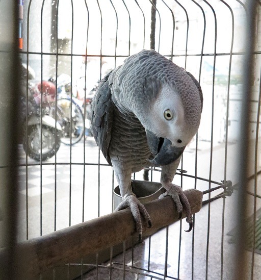 台南市老字號的金萬字二手書店，堅持將鸚鵡養在籠內，以策安全。 蕭士塔/攝          