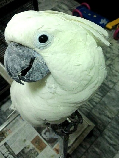 這隻白色鸚鵡受驚嚇飛離住家後，竟在派出後院被員警發現。  灣裡動物之家/提供