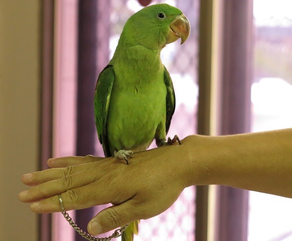 鸚鵡離開籠子時，飼主應將鍊子牢繫在手，以免受驚嚇飛走。 蕭士塔/攝