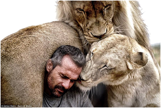 如此親密的人獅關係!你能想像嗎? 凱文.理查德森說是因為理解和信任。取自thedodo.com