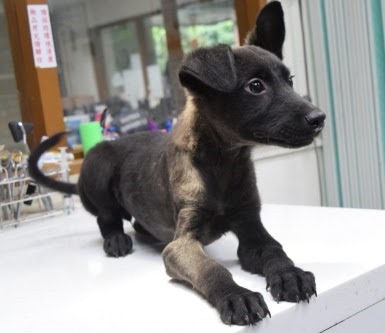 靠著獸醫師的醫術和復健治療，小黑狗現在健康活潑。新北市動保處/提供