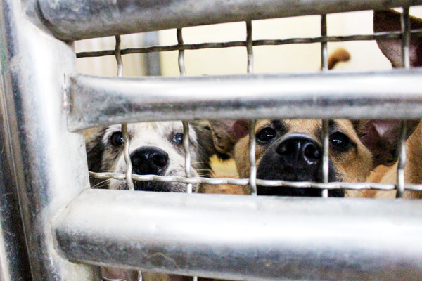 大家都期盼公立收容所能取消安樂死，但應有那些配套措施，才不會讓收容動物的生活品質大幅下降，應慎重思考。  何宜/攝