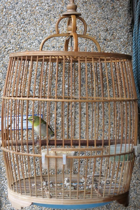 養在鳥籠中的小鳥，原本只怕被貓獵殺，現在也得防著松鼠。 蕭士塔/攝
