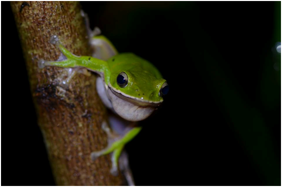 佔地十多公頃的三崁店舊糖廠宿舍區，原由地主台糖規畫和建商合作開發，因發現諸羅樹蛙和神社而被保留下來。 土撥鼠/提供