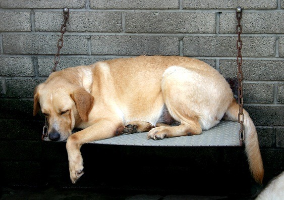 時至農曆小暑，表示天氣越來越熱，如何避免狗狗中暑，需要大家注意。　蕭士塔/攝