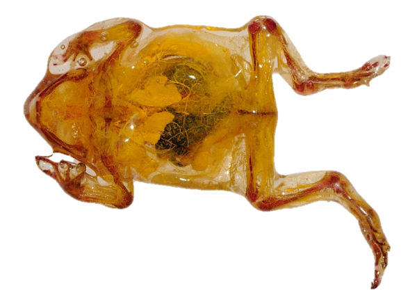 能呈現血管的透明標本，必須取用死亡未久的動物製作，圖為蟾蜍標本，骨骼、血管及內臟都清晰可見。蔡添順/提供