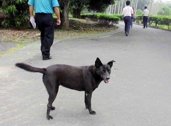 行動敏捷的小黑，陪同水庫人員巡視時常要在路口等人。     蕭士塔/攝　　