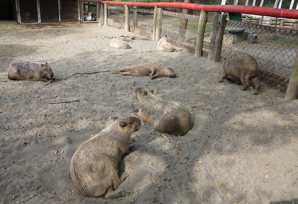 水豚是群居動物，很少飼養單隻。  蕭士塔/攝