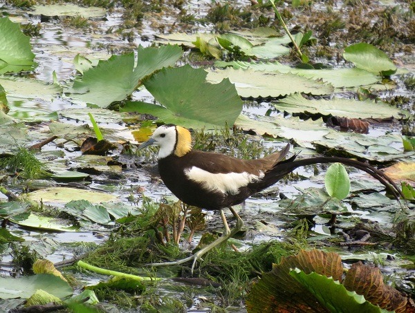 水雉為保育鳥類，也是台南市鳥，卻頻傳中毒死亡。　　蕭士塔/攝