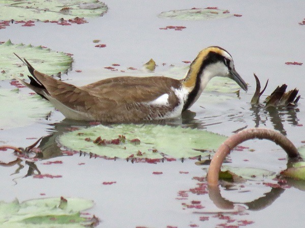 隨著求偶繁殖期結束，目前水雉已換上樸素的冬羽。蕭士塔/攝