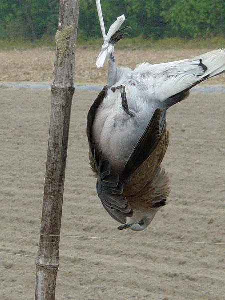 有的農民將中毒死亡的鳥屍張掛驚嚇同類。　蕭士塔/攝