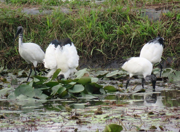 台南市水雉生態教育園區除水雉外，還有紅冠水雞、埃及聖鹮等，生態非常豐富。蕭士塔/攝