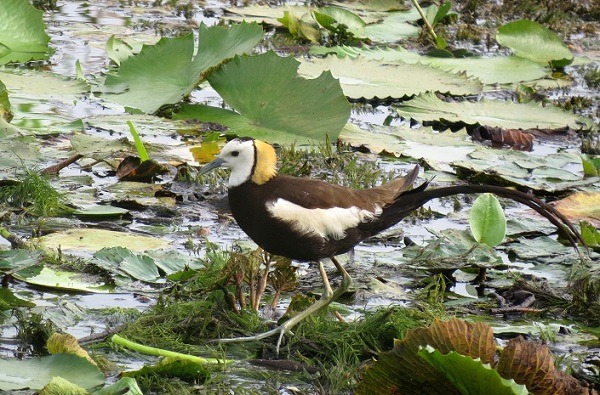 在菱角田築巢的水雉，蛋及幼雛很容易被水中的泰國鮕鮘及泰國鯰獵食。蕭士塔/攝