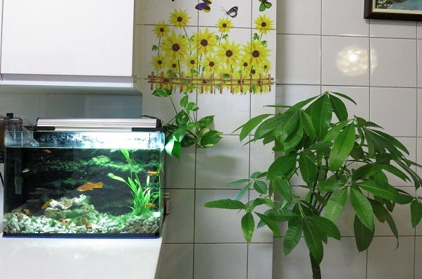 室內盆栽擺在水族箱旁，可強化光合作用及吸收水氣。蕭士搭/攝