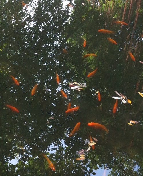 滯洪池時常有五顏六色的外來種魚類浮在水面。 蕭士塔/攝