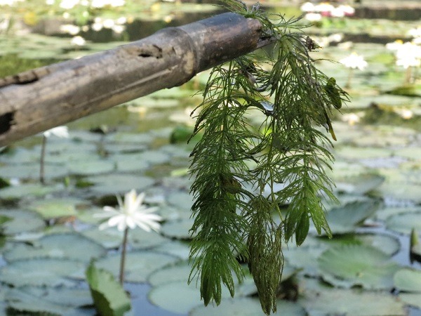 水蘊草繁殖速度驚人,排擠其他水生植物生長空間。蕭士塔/攝