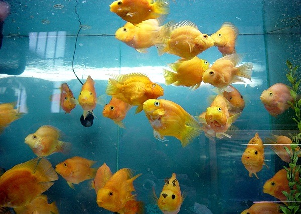 想增加室內的清涼感，不妨養一缸魚，但要避免飼養過多，會造成濾水系統無法負荷而混濁 。 蕭士搭/攝