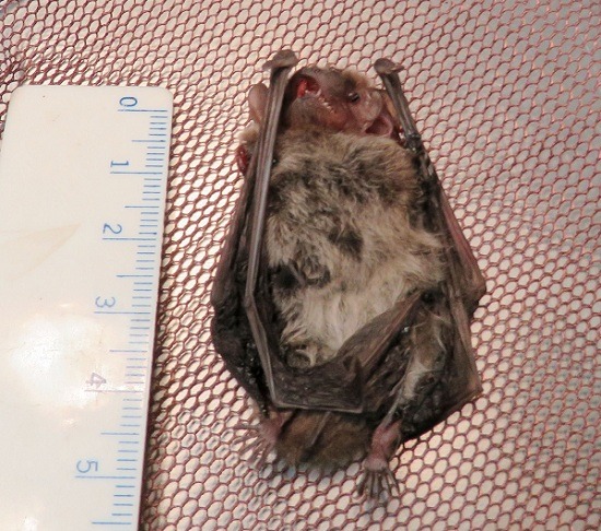 東亞家蝠個體非常小，理論上不會去攻擊犬貓或人類。蕭士塔/攝